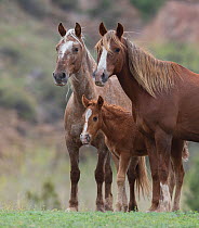 RF - Wild Mustang mare with sister and foal at Black Hills Wild Horse Sanctuary, South Dakota, USA. May. (This image may be licensed either as rights managed or royalty free.)