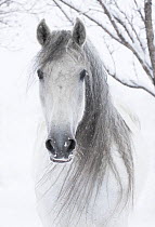 RF - Head portrait of grey Andalusian mare with long mane in snow, Berthoud, Colorado, USA. January. (This image may be licensed either as rights managed or royalty free.)