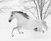 RF - Grey Andalusian mare running in snow, Berthoud, Colorado, USA. January. (This image may be licensed either as rights managed or royalty free.)