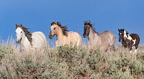 Three mares and a pinto foal running to waterhole in Sand Wash Basin, Colorado, USA. June.