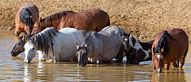 Wild Mustang family of stallion, mares and foals drinking at  waterhole in Sand Wash Basin, Colorado, USA. June.