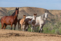 Two wild Mustang mares and foals near waterhole in Sand Wash Basin, Colorado, USA. June 2014.