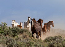 Wild Mustang stallion leading mares and foals to waterhole, Sand Wash Basin, Colorado, USA. June.