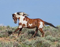 Wild pinto Mustang stallion running in Sand Wash Basin, Colorado, USA. June.