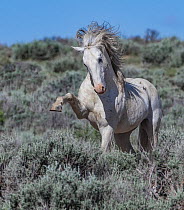 Wild mustang grey stallion striking at a rival stallion in Sand Wash Basin, Colorado, USA. June.