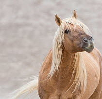 Wild dunalino Mustang stallion liftting his head in Sand Wash Basin, Colorado, USA. June.