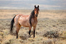 Wild mustang red roan mare with long mane standing in Adobe Town Herd Area, Wyoming, USA. August 2012.