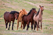 Wild mustang family, two mares and two yearlings, leaning playfully on each other, Adobe Town Herd Area, Wyoming, USA. June.