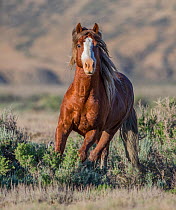 Wild Mustang sorrel stallion with one blue eye running, Adobe Town Herd Management Area, Wyoming, USA. June.
