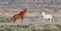 Two wild Mustang stallions, a sorrel bachelor and a grey band  face off in the Adobe Town Herd Area, Wyoming, USA. June 2013.