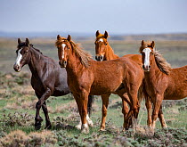 Wild mustang family of mares and youngsters in Salt Wells Creek Herd Area, Wyoming, USA. May.