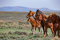 Wild mustang family of mares and a foal stand in Salt Wells Creek Herd Area, Wyoming, USA. May 2013.