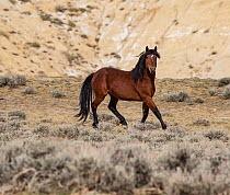 Wild bay Mustang stallion trotting in Adobe Town Herd Area, Wyoming, USA. October.