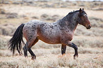 Wild bay roan Mustang stallion trotting in Adobe Town Herd Area, Wyoming, USA. October.