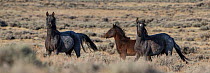Two chocolate roan mares and a foal standing together, Adobe Town Herd Area, Wyoming, USA. October.