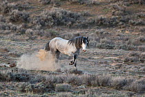 Wild dappled grey Mustang stallion pawing restlessly as rival is near his family. Adobe Town Herd Area, Wyoming, USA. April.