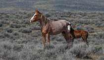 Wild red roan/pinto Mustang mare with bald faced foal in Adobe Town Herd Area, Wyoming, USA. April.