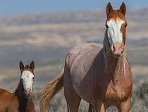Wild red roan/pinto Mustang mare and bald faced foal near Adobe Town Herd Management Area, Wyoming, USA. April.