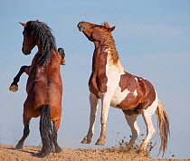 Two wild Mustang stallions face off in challenge, McCullough peaks, Wyoming, USA. September.