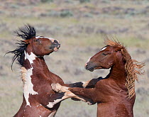 Two wild Mustang stallions rearing in McCullough Peaks, Wyoming, USA. June.