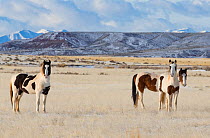 Three wild pinto Mustang bachelor stallions in winter. McCullough Peaks, Wyoming, USA. February 2015.