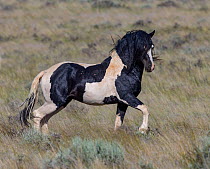 The wild pinto Mustang stallion Washakie trots in the McCullough Peaks Herd Area in Wyoming, USA. June.