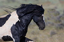 Wild pinto Mustang stallion running in McCullough Peaks Herd Area, Wyoming, USA. June.