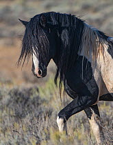 Wild pinto Mustang stallion with long mane walking in  McCullough Peaks Herd Area, Wyoming, USA. September.