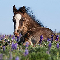 Wild Mustang foal resting in wildflowers, Pryor Mountains, Montana, USA. June.