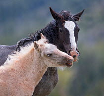 Wild palomino Mustang foal interacting with mother head portrait, Pryor mountains, Montana, USA. June.