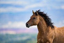 Wild Mustang horse running, Pryor Moountains, Montana, USA. June.