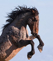 Wild Mustang horse rearing, Pryor mountains, Montana, USA. June.