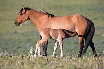 Wild mustang mare with filly suckling, Pryor Mountains, Montana, USA. June.