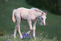 Wild palomino Mustang filly, Pryor Mountains, Montana, USA. June.