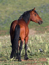 Wild  bay Mustang stallion standing in Pryor Mountains, Montana, USA. June.