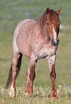 Wild red roan Mustang stallion in the Pryor Mountains, Montana, USA. June.
