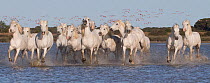 Thriteen white Camargue horses running through water in Southern France with flamingos in flight, Europe. May.
