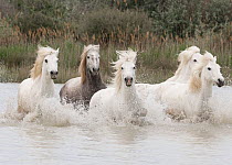 Five white Camargue horses running through the water in Southern France, Europe. May.
