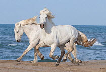 Two white Camargue horses running on beach in Camargue, France, Europe. May.