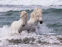 Two white Camargue horses in ocean of Camargue, France, Europe. May.