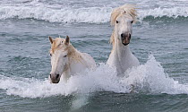 Two white Camargue horses swimming in ocean, Camargue, France, Europe. May.