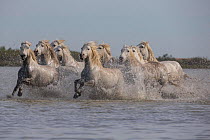 Nine white Camargue horses running through water in Southern France, Europe. May.