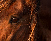 Eye and mane of wild Mustang stallion on Carrott Island, North Carolina, USA.