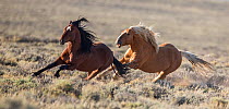 Wild Mustang stallion chasing another away from his family in White Mountain Herd Area, Wyoming, USA. August.
