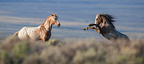 Two wild Mustang stallions fighting in White Mountain Herd Area, Wyoming, USA. August.