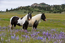 Two Gypsy vanner geldings in wildflower pastures,  Wyoming, USA. June 2014.