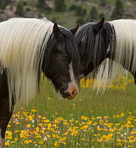 Head portrait of two Gypsy vanner geldings close together at ranch in Wyoming, USA. June.