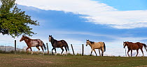 Four ranch Quarter horses walking beside fence in Montana, USA. October.