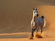 Grey Arabian stallion running in desert dunes near Dubai, United Arab Emirates.