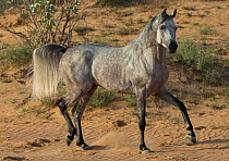 Grey Arabian stallion walking in desert dunes near Dubai, United Arab Emirates.